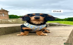 Miniature Dachshund dogs for sale: Beautiful miniature dachunds smooth/long coat - Image 9