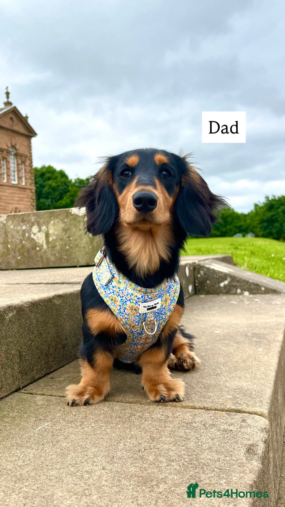 Miniature Dachshund dogs for sale: Beautiful miniature dachunds smooth/long coat - Image 9