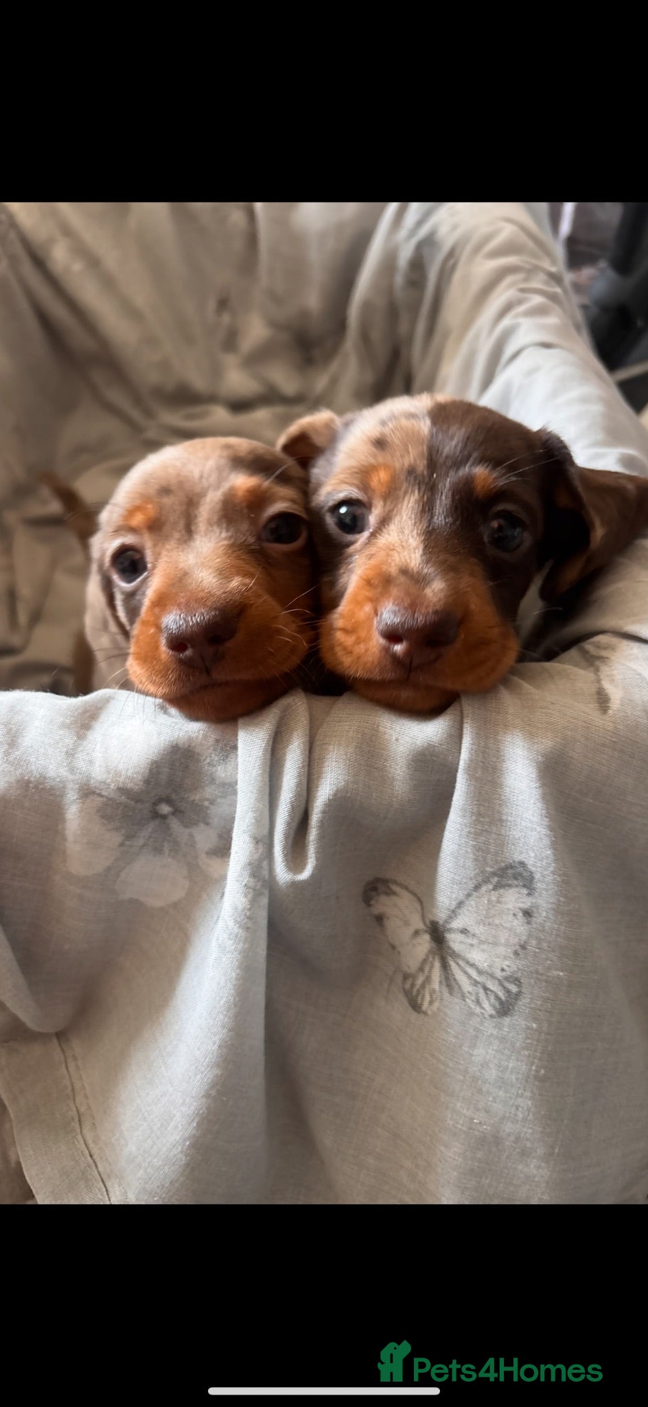 Miniature Dachshund dogs Miniature Dachshunds  - Advert 3