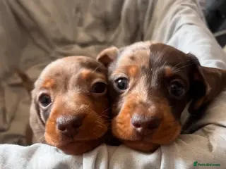Miniature Dachshund dogs Miniature Dachshunds - Advert 3