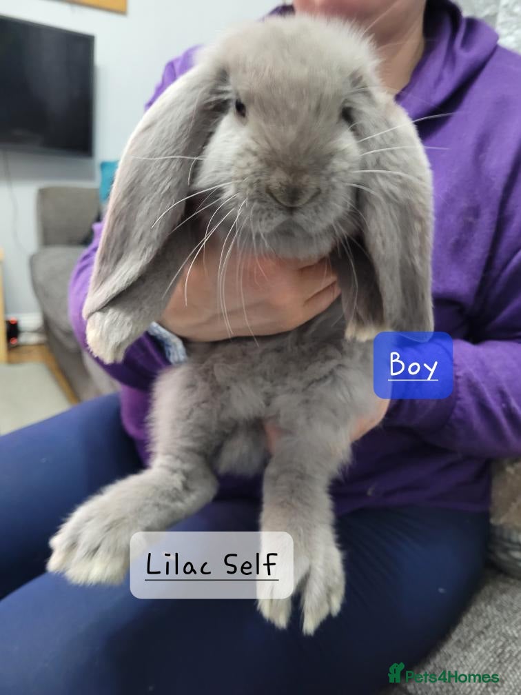 French Lop rabbits Pure Bred French Lop babies - Advert 10