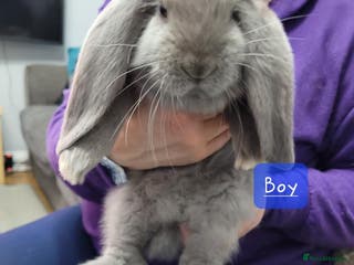 French Lop rabbits Pure Bred French Lop babies - Advert 10