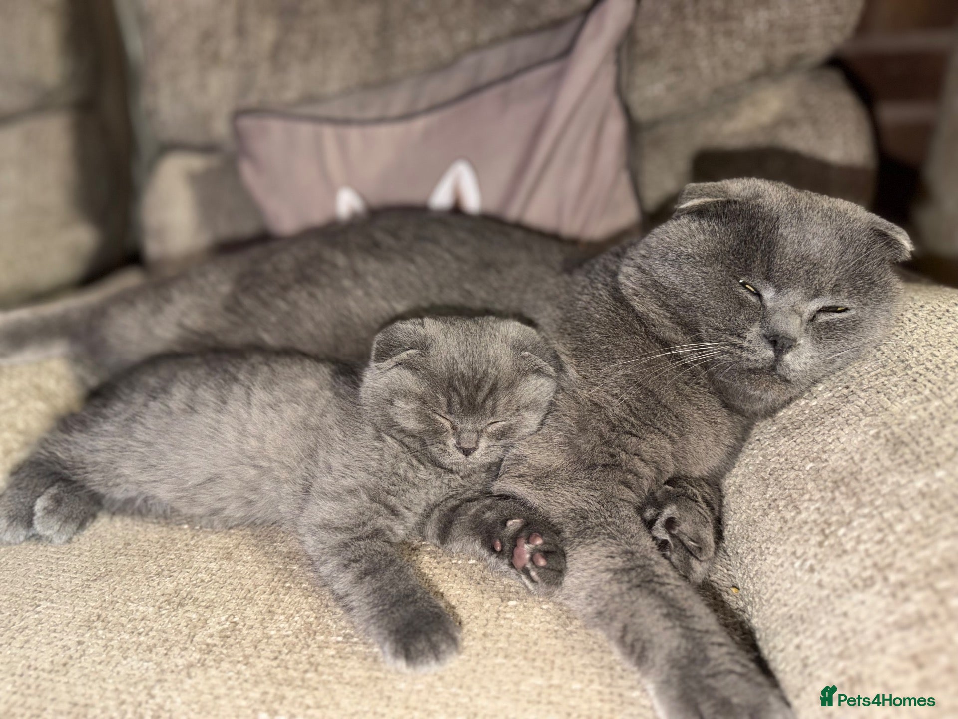 British Shorthair cats 👌❤️Reduced price ❤️❤️❤️British shorthair  - Advert 2