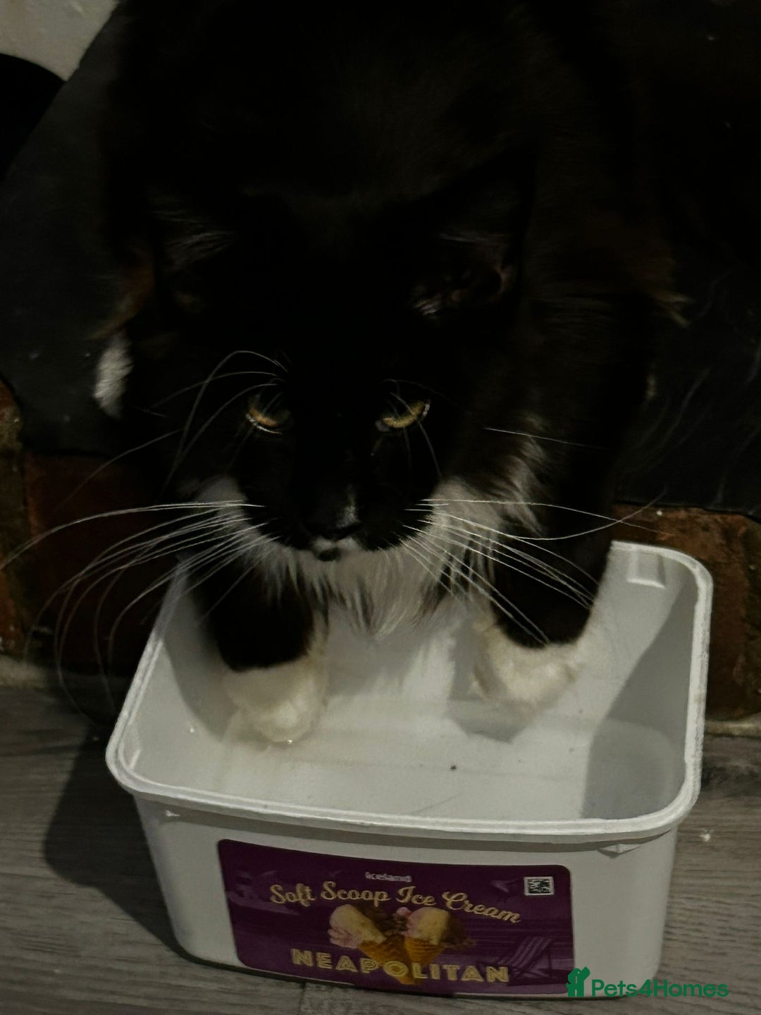 Maine Coon cats for sale: Bullet  - Image 2