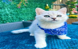 British Shorthair cats for sale: READY NOW ‼️🏆CHAMPIONS Bloodline BSH GCCF. - Image 3
