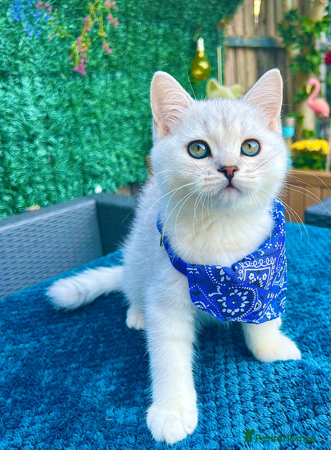 British Shorthair cats for sale: READY NOW ‼️🏆CHAMPIONS Bloodline BSH GCCF. - Image 3