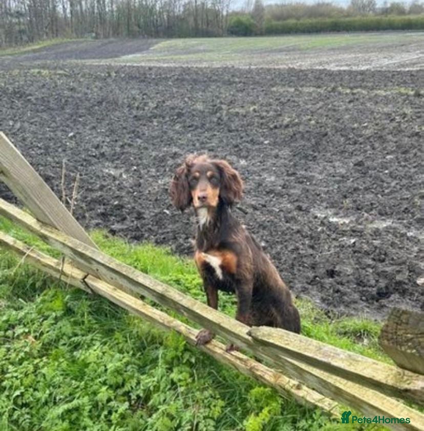 Cocker Spaniel dogs KC reg 5 Gen FTCH/Argyll warrior descendants  - Advert 4