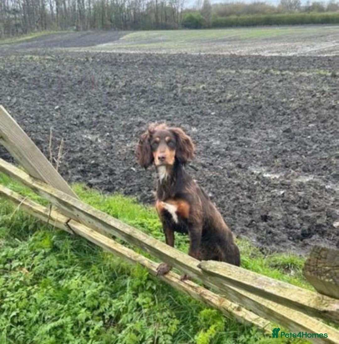 Cocker Spaniel dogs for sale: KC reg 5 Gen FTCH/Argyll warrior descendants  - Advert 1