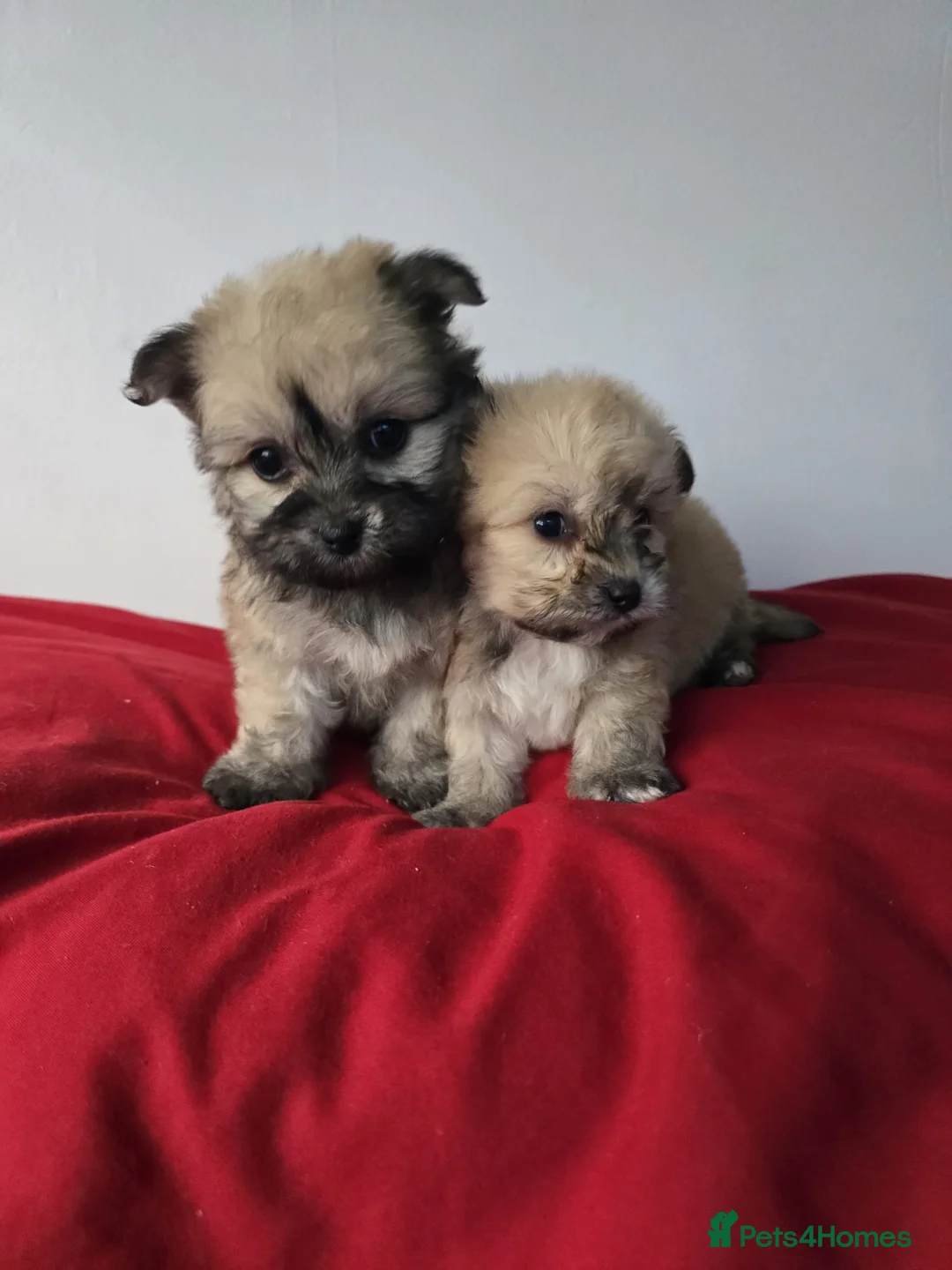 Yorkiepoo dogs for sale: Yorkiepoo puppies  - Advert 12