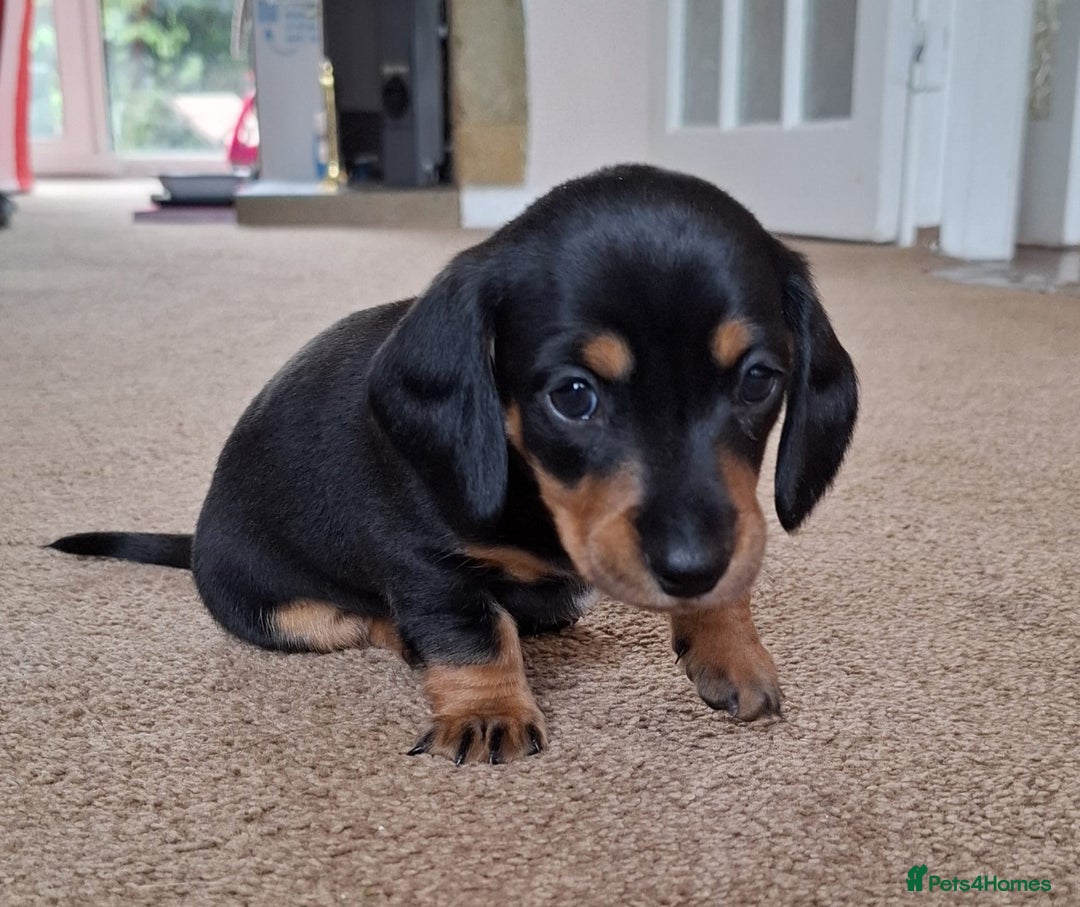 Miniature Dachshund dogs for sale: Miniature Dachshund Pups  in Banbury - Image 19