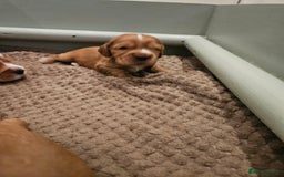 Cocker Spaniel dogs for sale: Health Tested Cocker spaniel puppies  - Advert 15