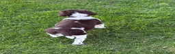 English Springer Spaniel dogs for sale: Very Well Bred Male Springer Spaniels - Advert 2