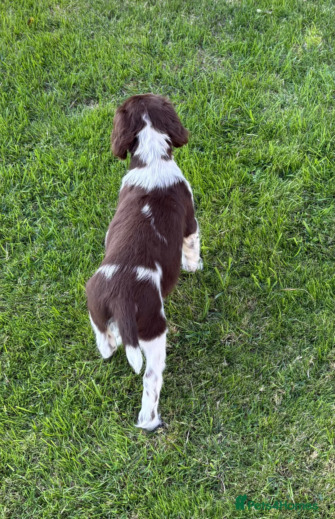 English Springer Spaniel dogs for sale: Very Well Bred Male Springer Spaniels - Advert 2