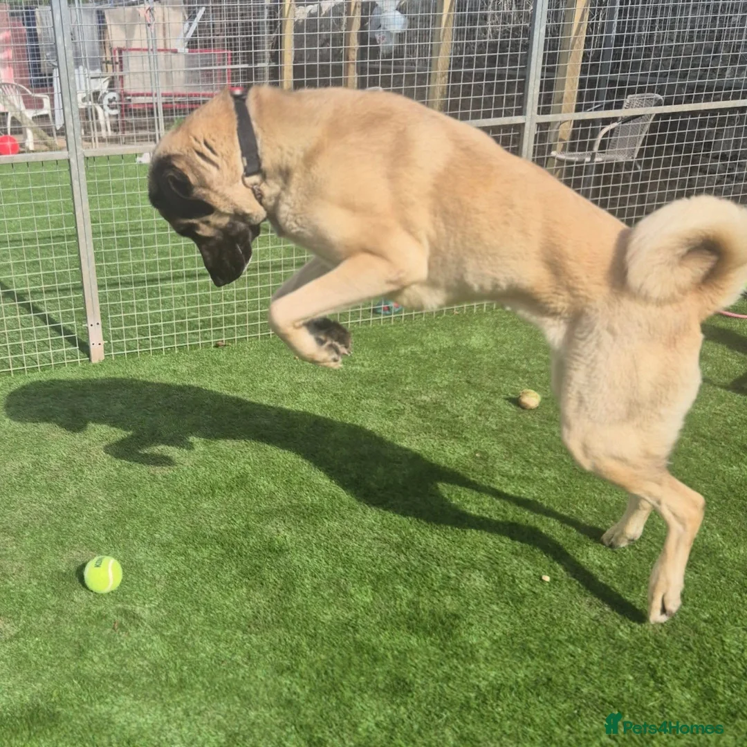 Turkish Kangal dogs for adoption: NOKIA - 2 year old Turkish Kangal - Advert 2