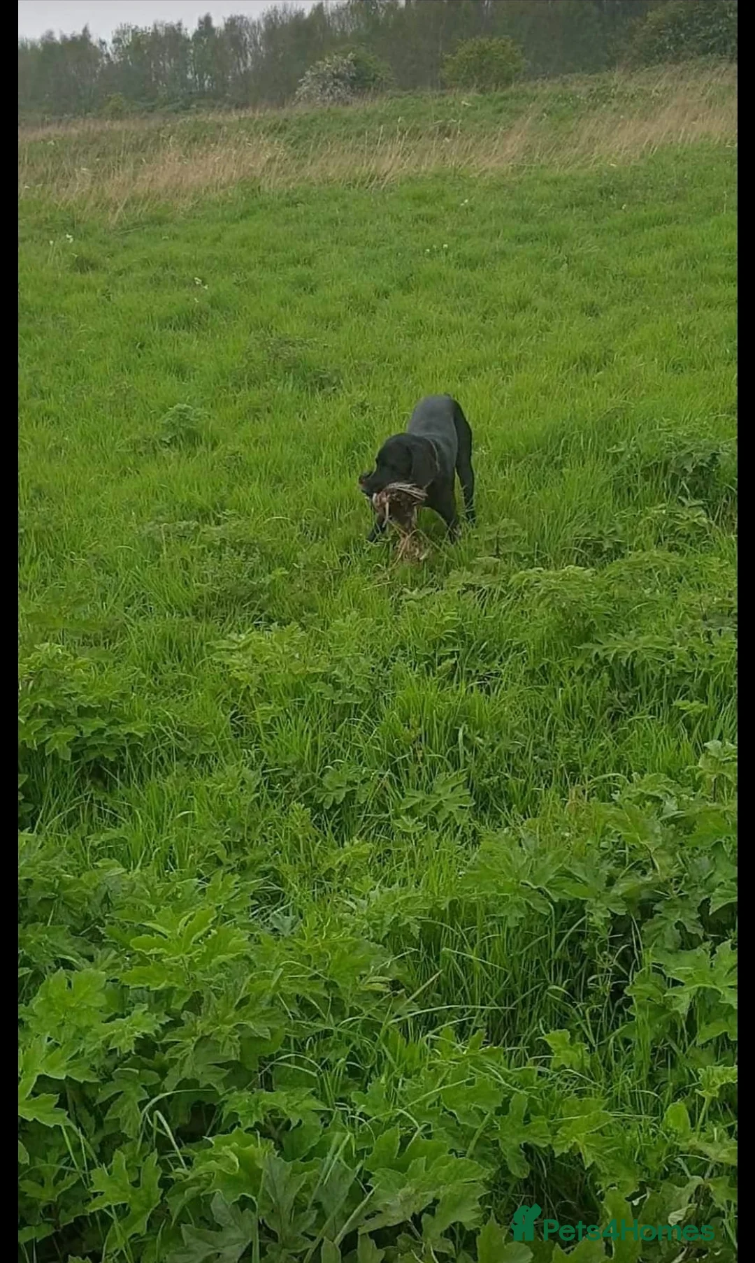 German Shorthaired Pointer dogs for stud: Proven sire full KC Reg GSP 5th Generation in Liverpool - Advert 10