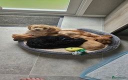 Cockapoo dogs for sale: Beautiful Cockapoos  - Image 10