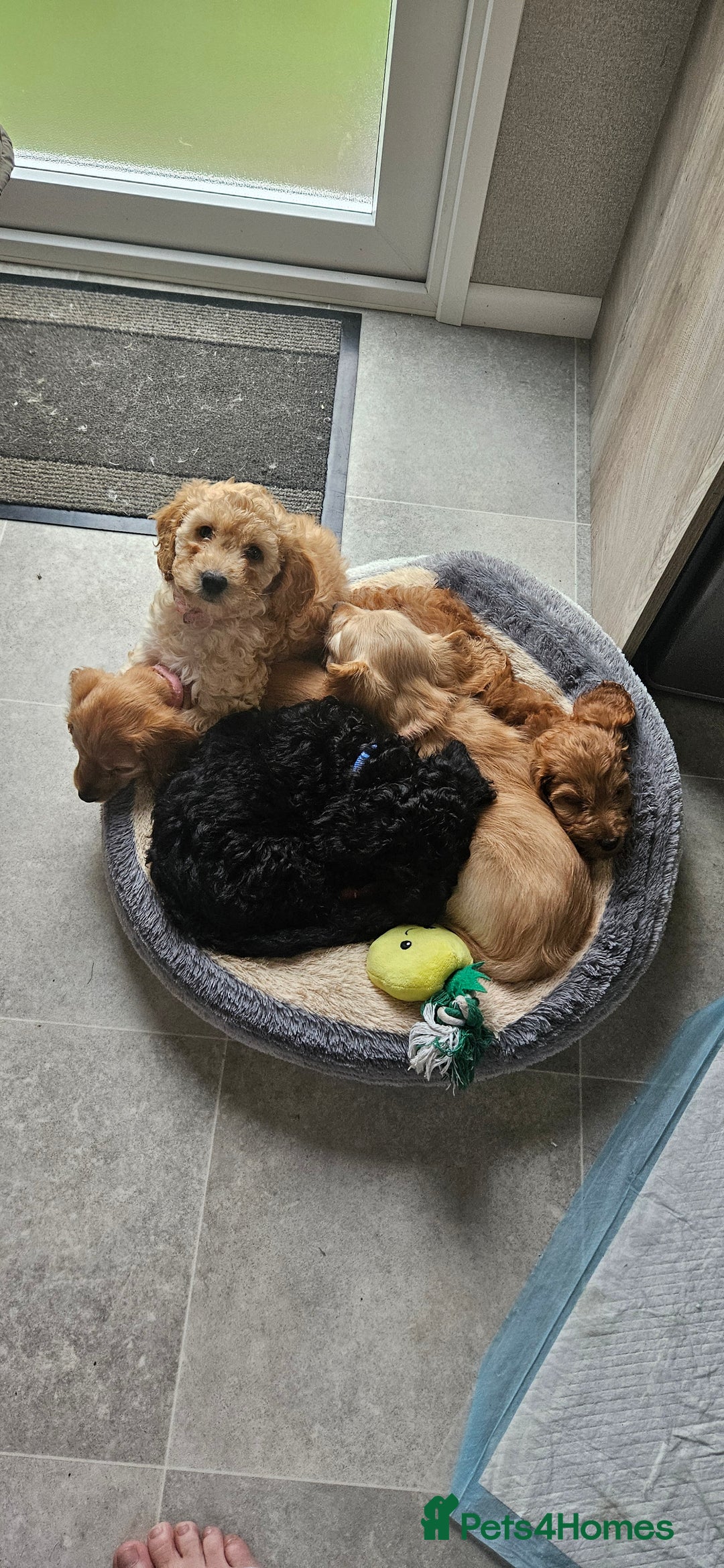 Cockapoo dogs for sale: Beautiful Cockapoos  - Image 10
