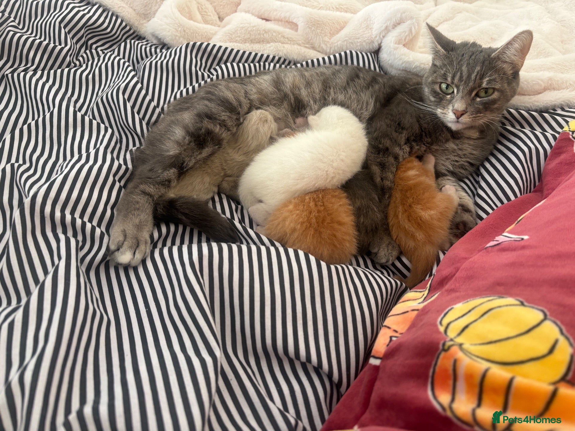 Ragdoll cats for sale: Sweet Ragdoll x angora - Advert 7