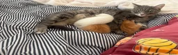 Ragdoll cats for sale: Sweet Ragdoll x angora - Advert 1