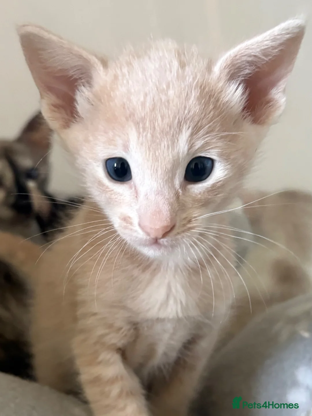 Oriental cats for sale: GCCF registered Oriental kittens  - Advert 2