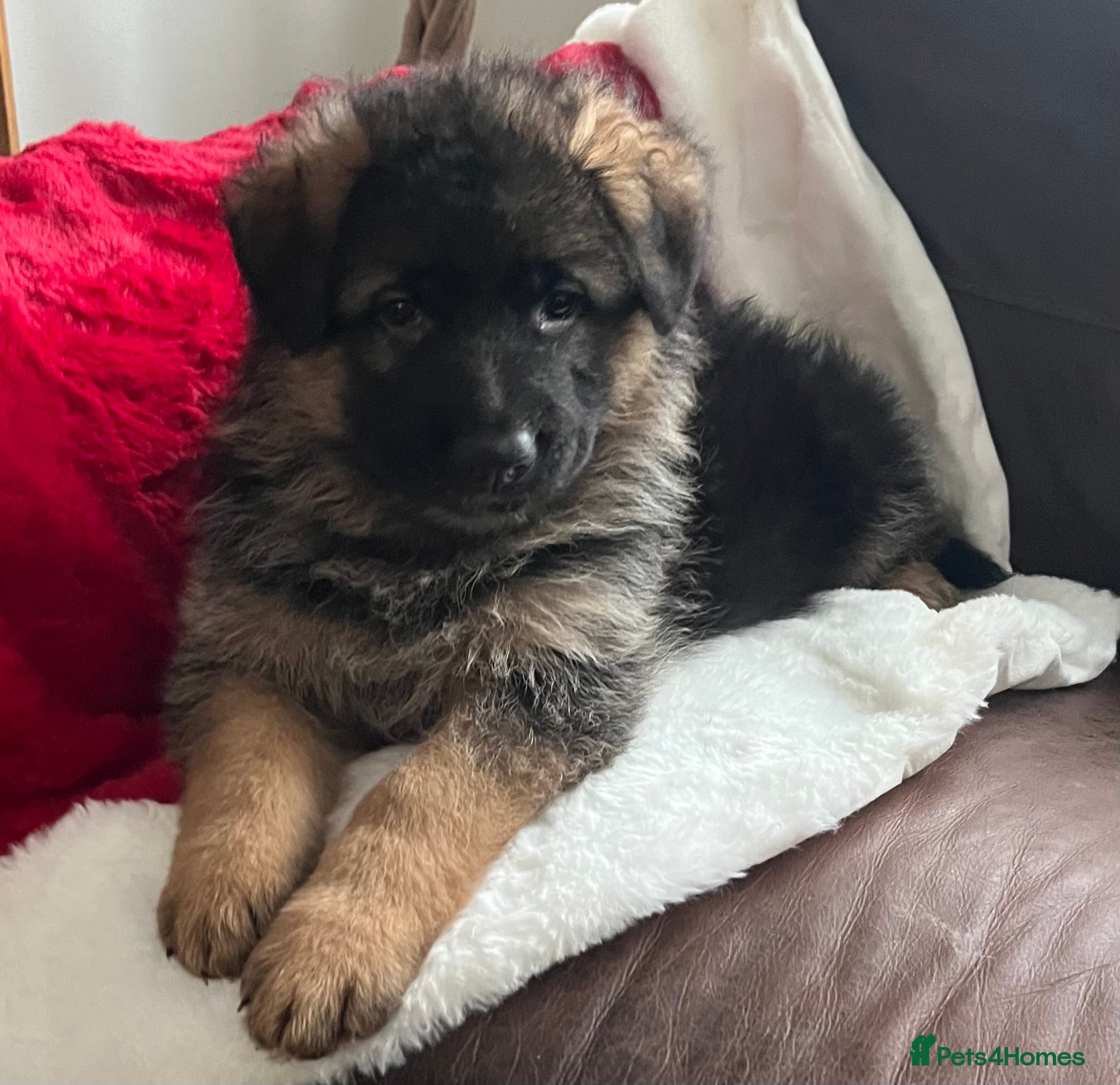 German Shepherd dogs Outstanding long haired Gsd pups  for sale  - Advert 6