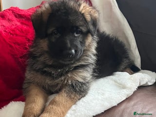 German Shepherd dogs Outstanding long haired Gsd pups for sale - Advert 6