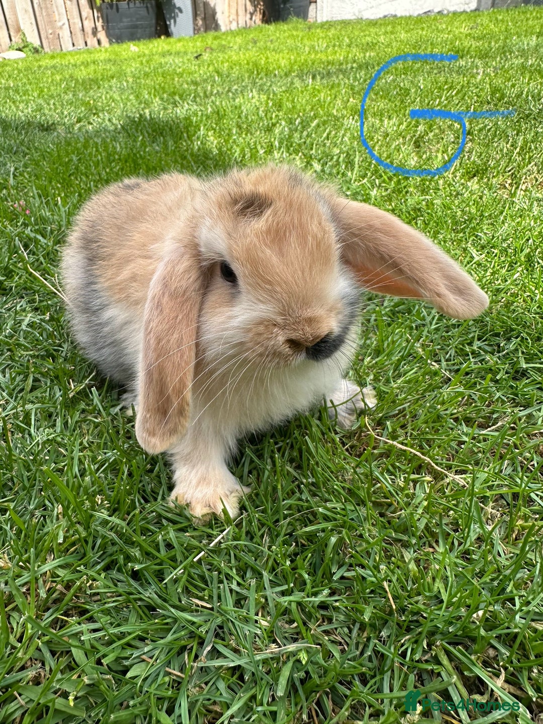 Mini Lop rabbits for sale: Mini Lop Rabbits For Sale  - Image 5