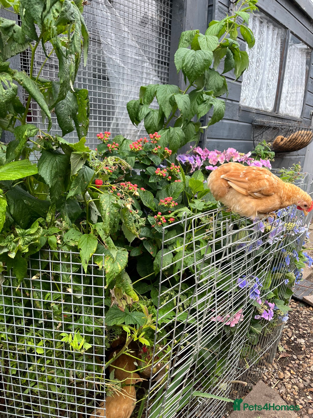 Chickens poultry for sale:  💕Buff or Lemon Pekins all ages from day old 💕 in Warrington - Image 8