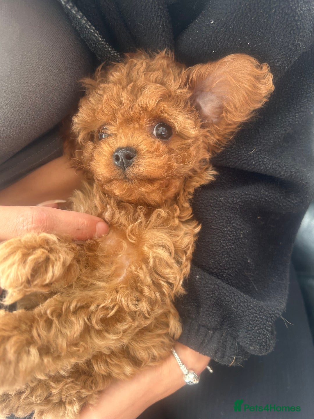 Cavapoo dogs for sale: F1 b cavapoo puppies 🐶  - Image 27
