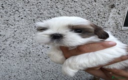 Shih Tzu dogs for sale: Beautiful Shih Tzu puppies  - Image 20