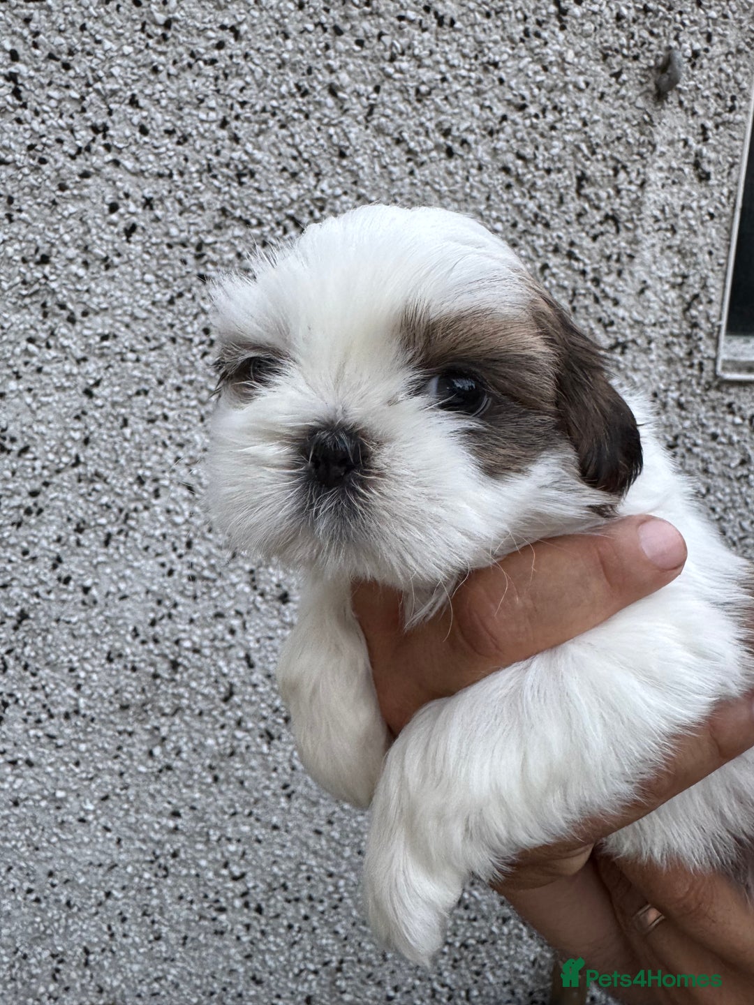 Shih Tzu dogs for sale: Beautiful Shih Tzu puppies  - Image 20