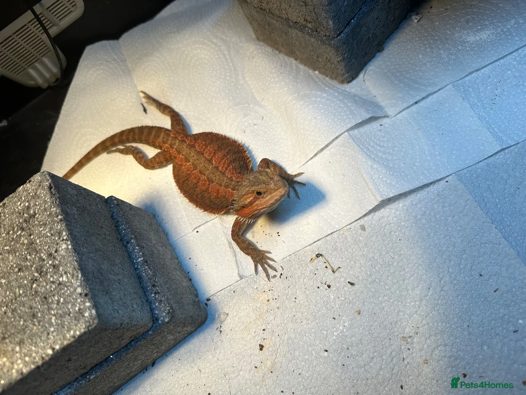 Bearded Dragon reptiles for sale: Bearded dragon - Advert 2