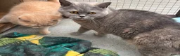British Shorthair cats for sale: GGCF reg British shorthair cream boy kitten  - Advert 4