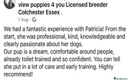 Cocker Spaniel dogs for sale: 4⭐️Licensed KC Reg English Show Cocker Spaniel - Image 38