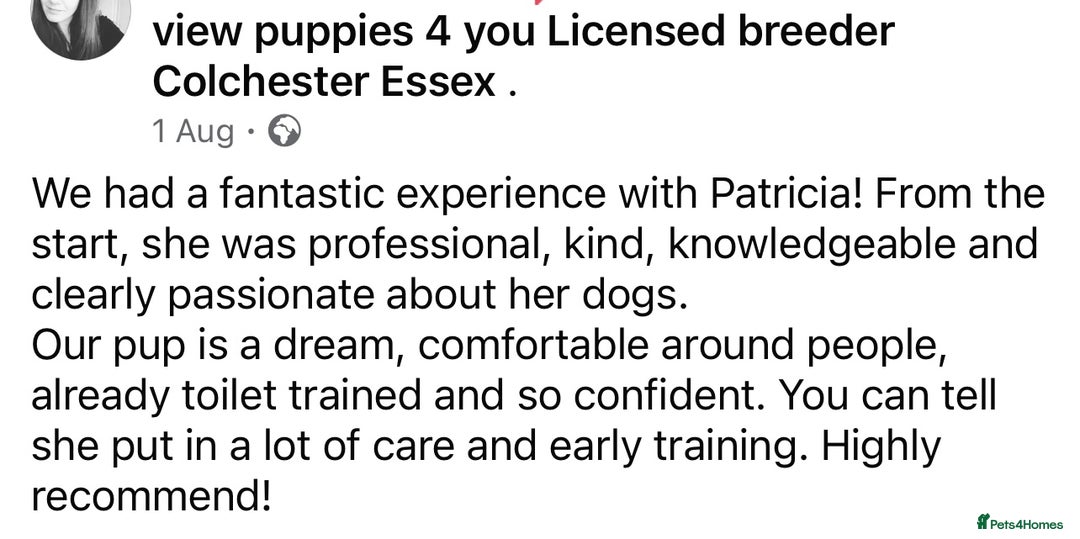 Cocker Spaniel dogs for sale: 4⭐️Licensed KC Reg English Show Cocker Spaniel - Image 38