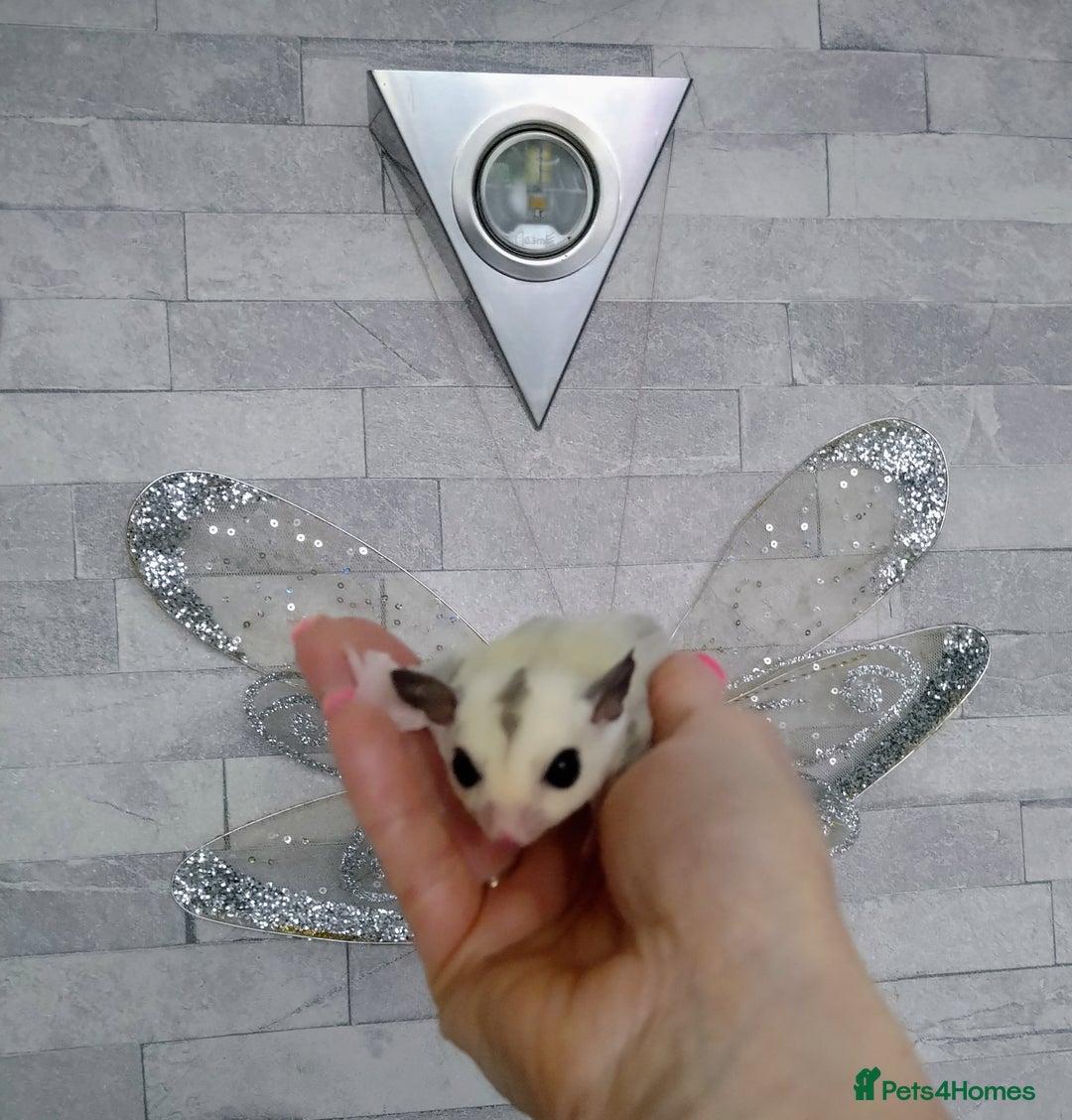 Sugar Glider rodents for sale: Stunning baby sugar glider  - Advert 3