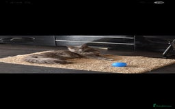 Maine Coon cats for sale: Ready December TICA beautiful Maine Coon Kittens  - Image 23