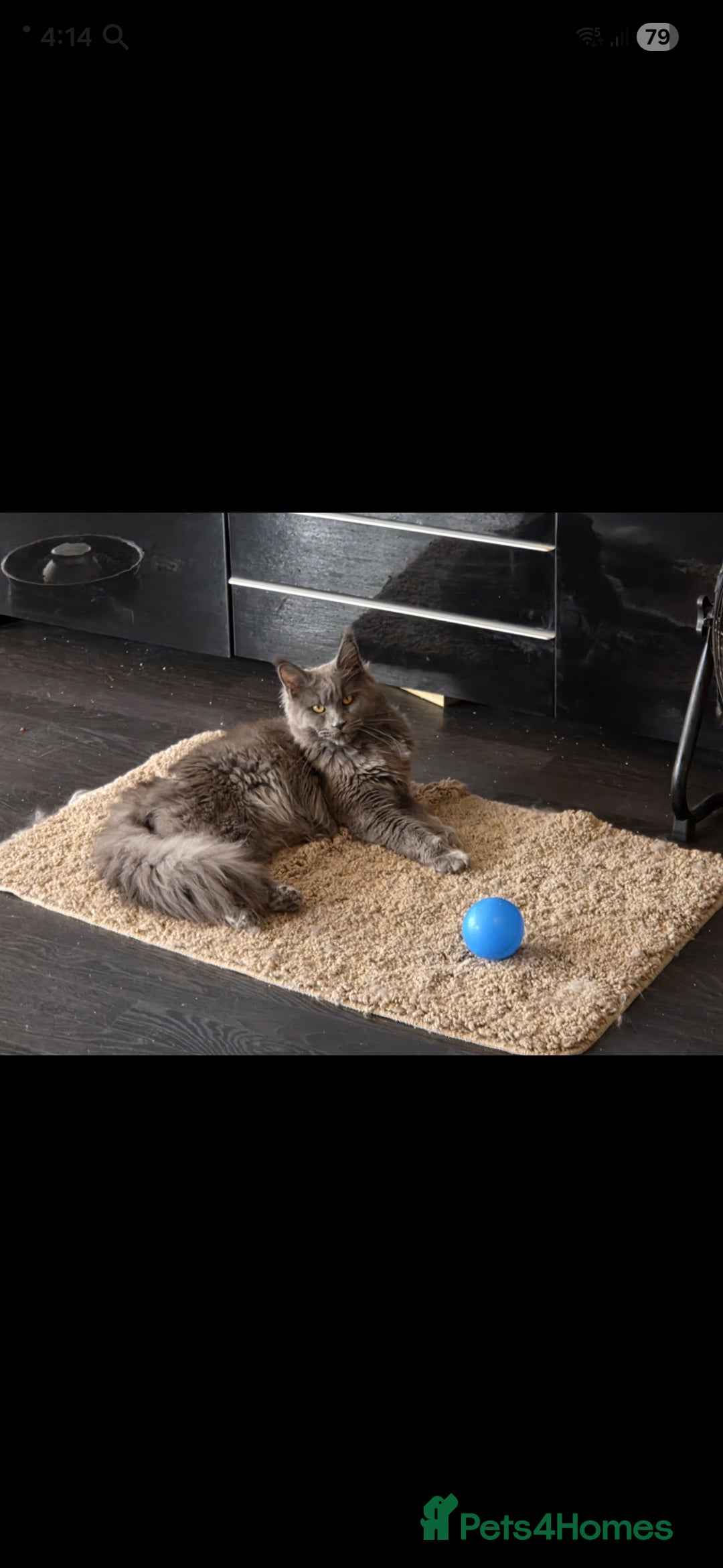 Maine Coon cats for sale: Ready December TICA beautiful Maine Coon Kittens  - Image 23