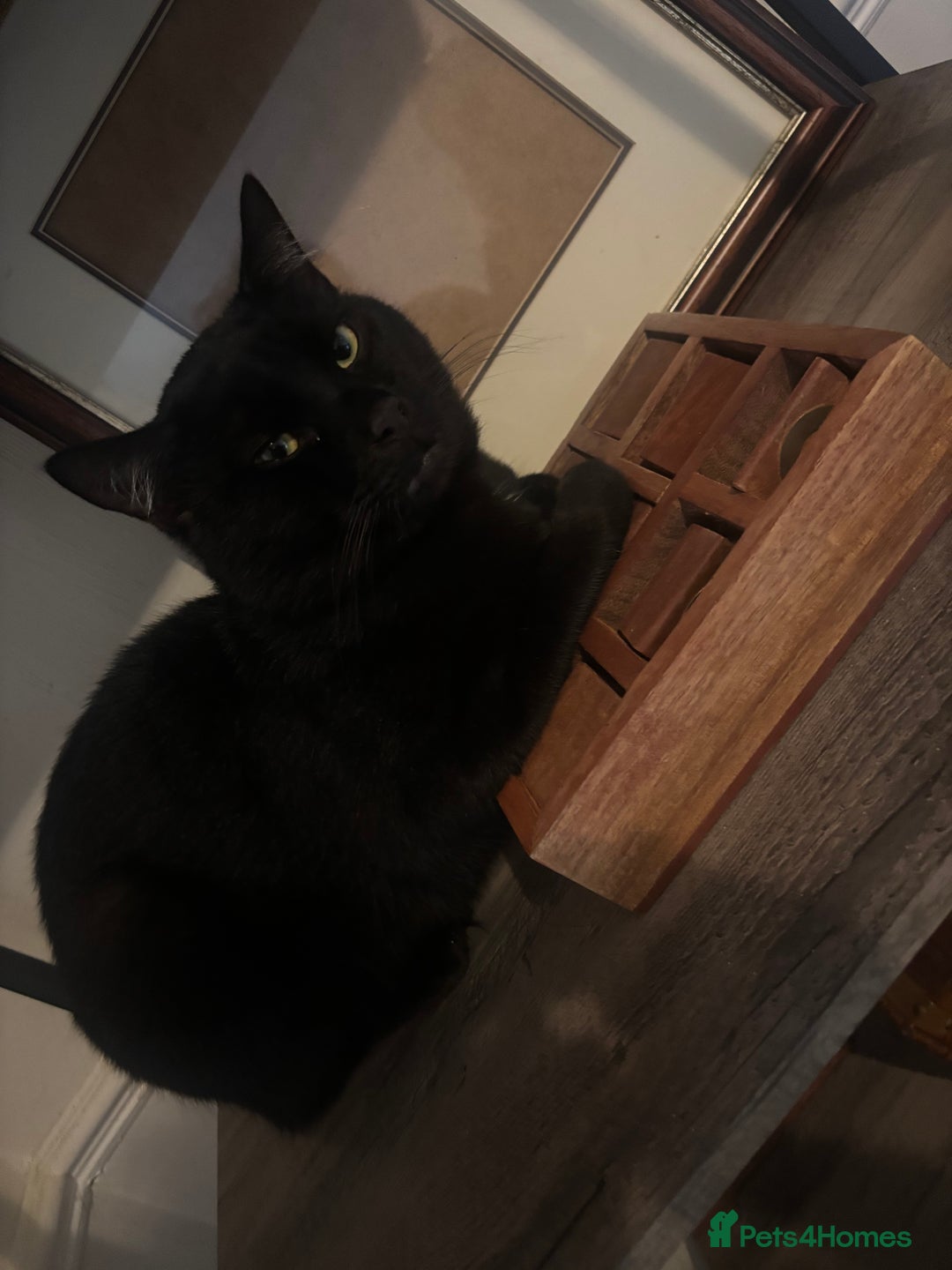 Bombay cats for sale: Bombay Cat  - Image 3