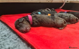 Cockapoo dogs for sale: ADORABLE F2B COCKAPOO PUPPIES 🐶 😍  - Image 13