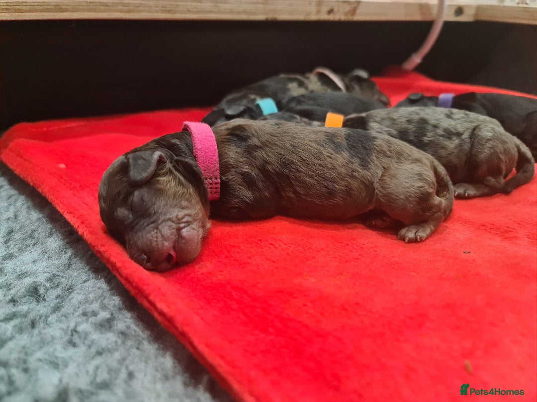 Cockapoo dogs for sale: ADORABLE F2B COCKAPOO PUPPIES 🐶 😍  - Image 13