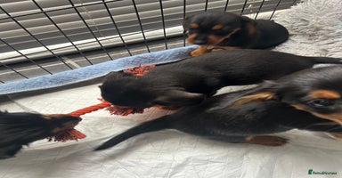 Mixed Breed dogs - Advert 14