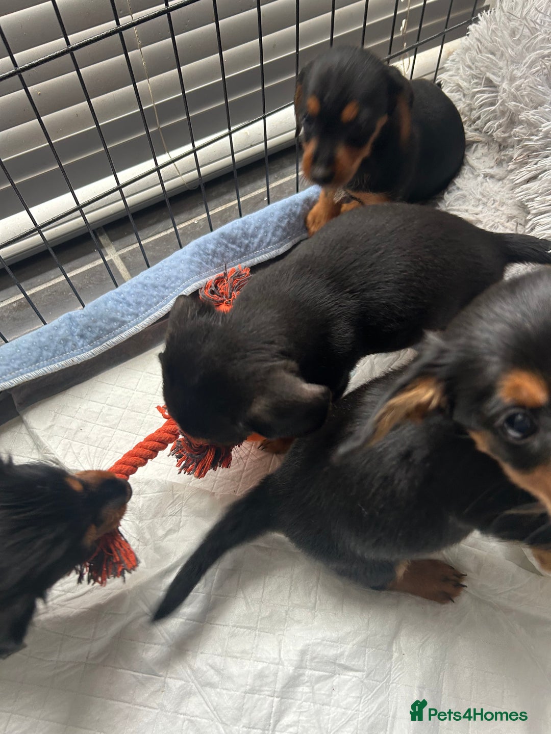 Mixed Breed dogs for sale: Miniature Dorkies - Image 3