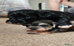 Schnoodle dogs for sale: 2 beautiful schnoodles  - Image 1
