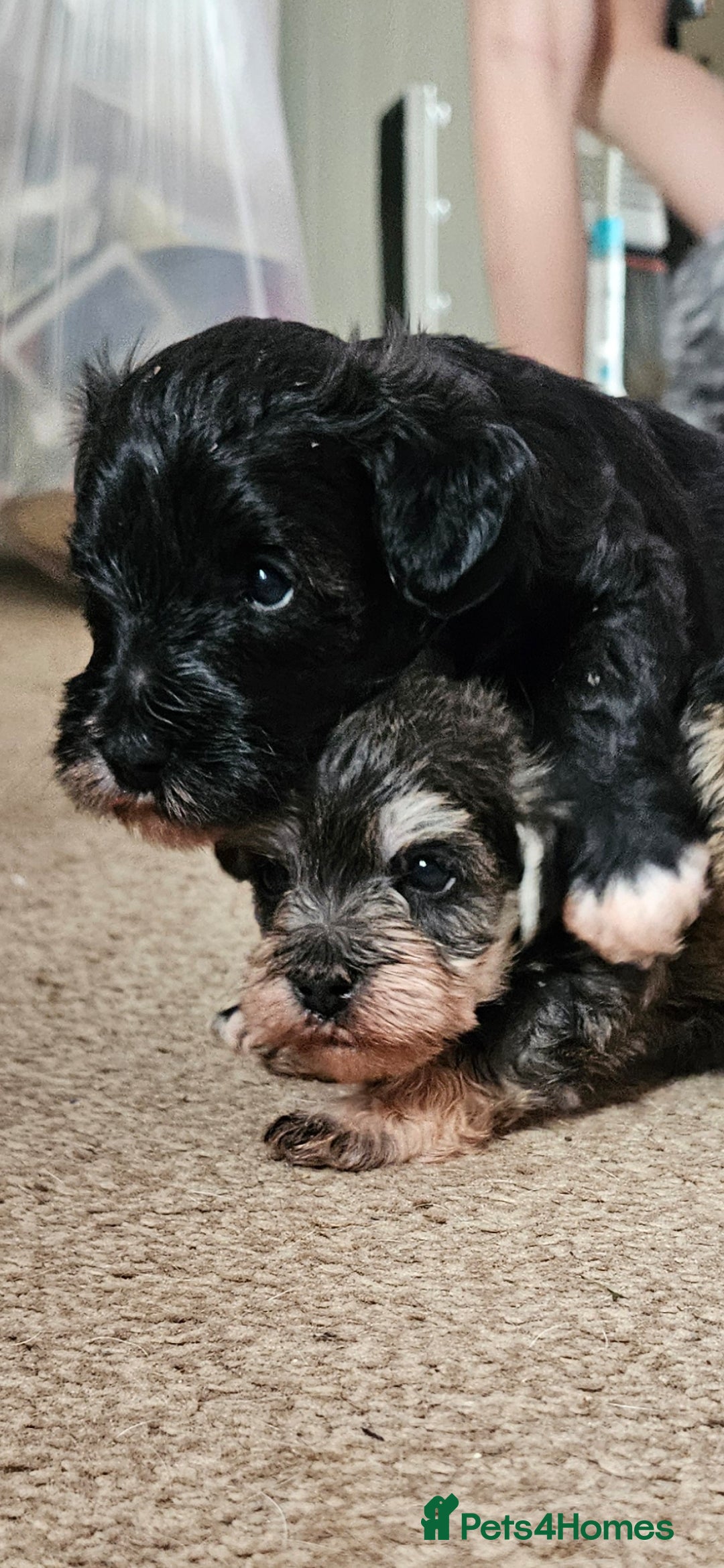 Schnoodle dogs for sale: 2 beautiful schnoodles  - Image 1
