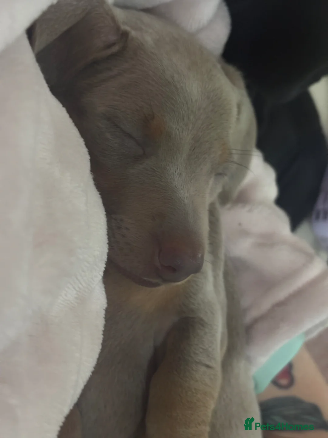 Miniature Dachshund dogs for sale: Tiny little dachshund x2 - Advert 2