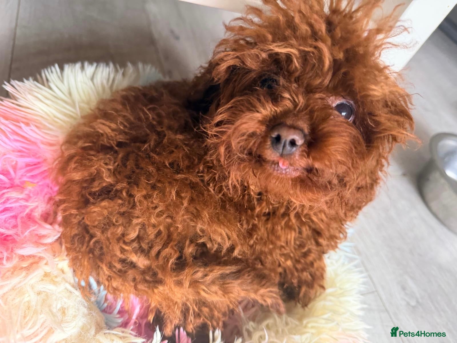 Toy Poodle dogs Asian Toy Poodle - Advert 1