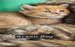 British Shorthair cats for sale: BSH GOLDEN KITTENS - Advert 25