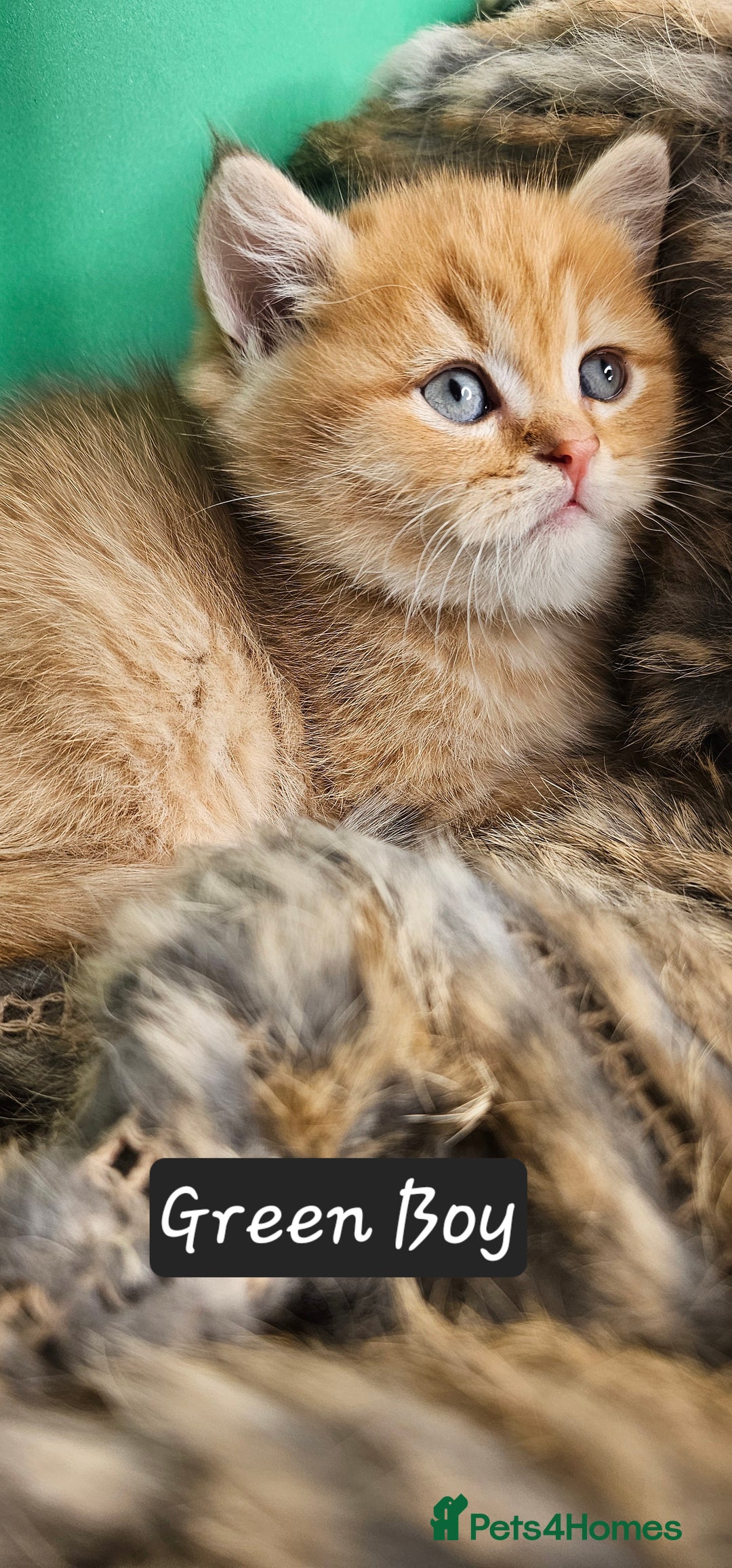 British Shorthair cats for sale: BSH GOLDEN KITTENS - Advert 25