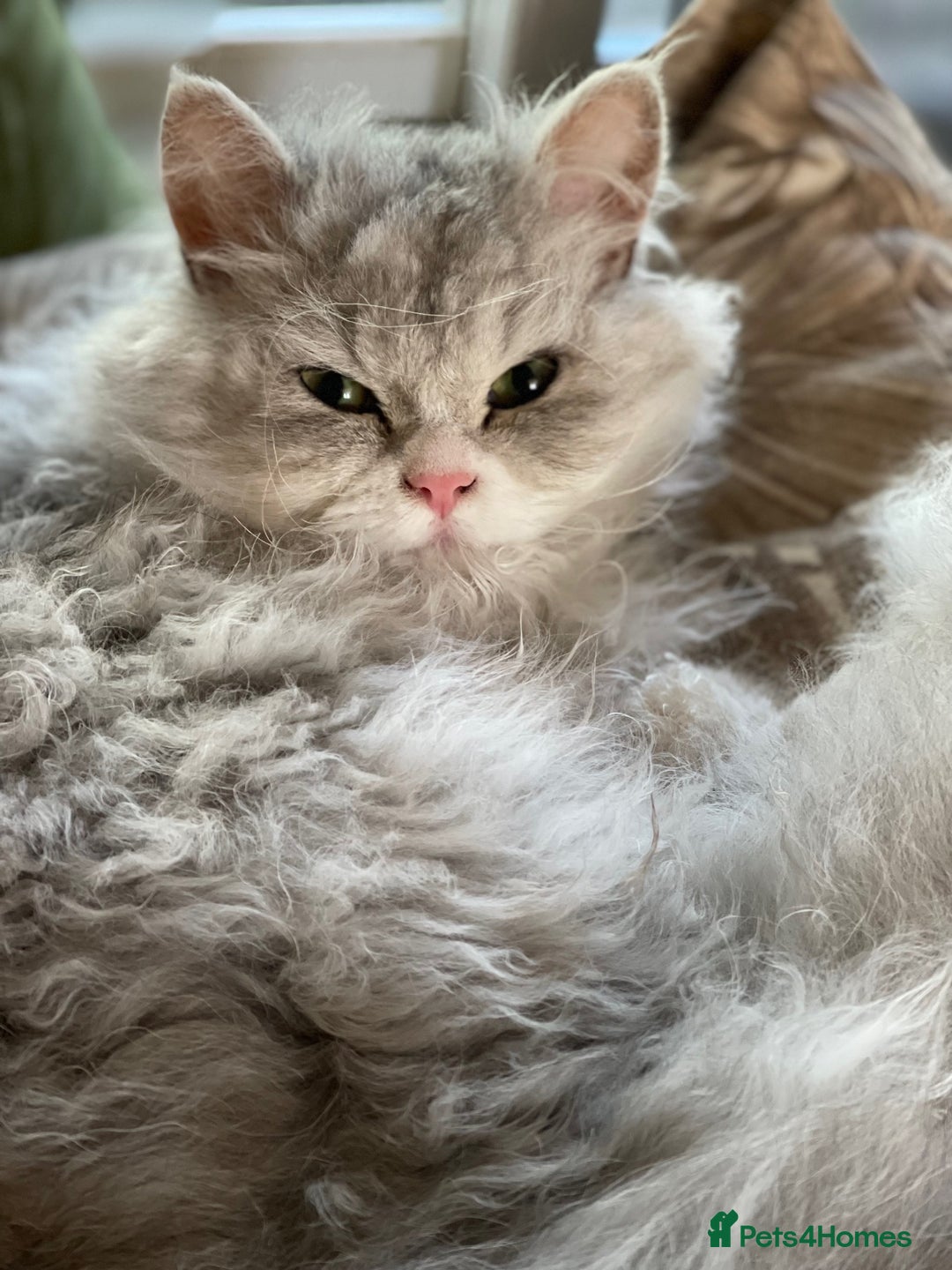 Selkirk Rex cats for sale: 3 year old retired Selkirk Rex Girl Available - Image 2